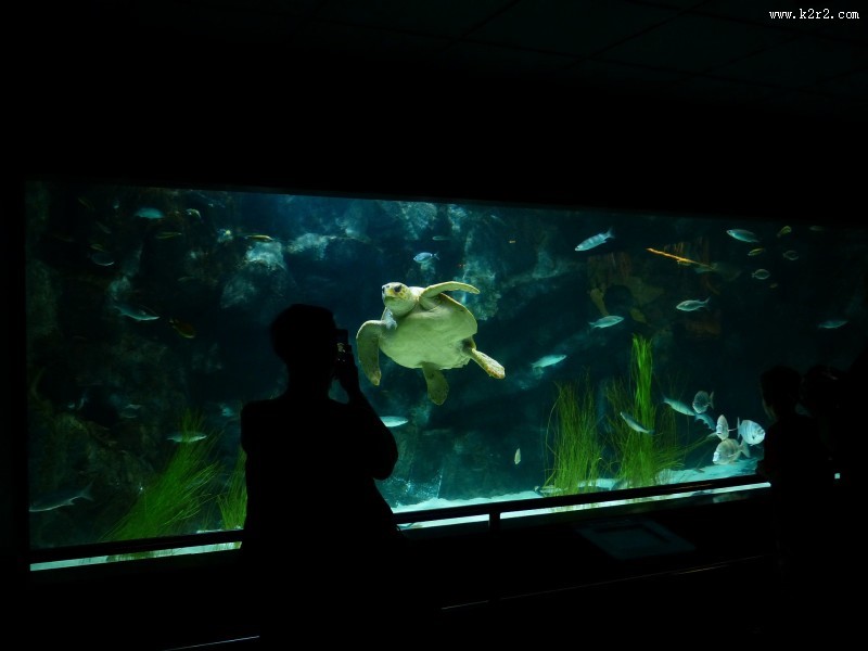 水族馆水生动物图片