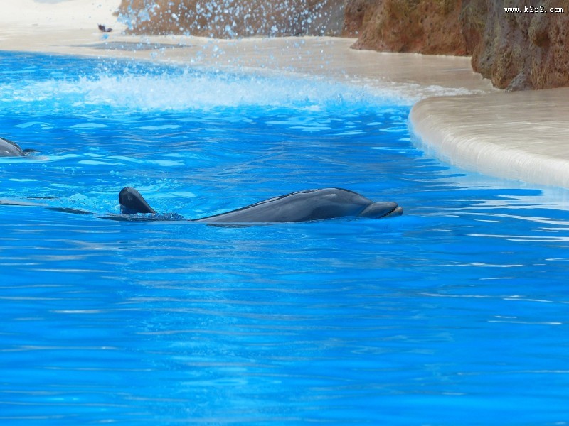 海豚表演图片