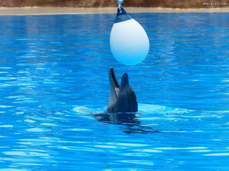 海豚表演图片