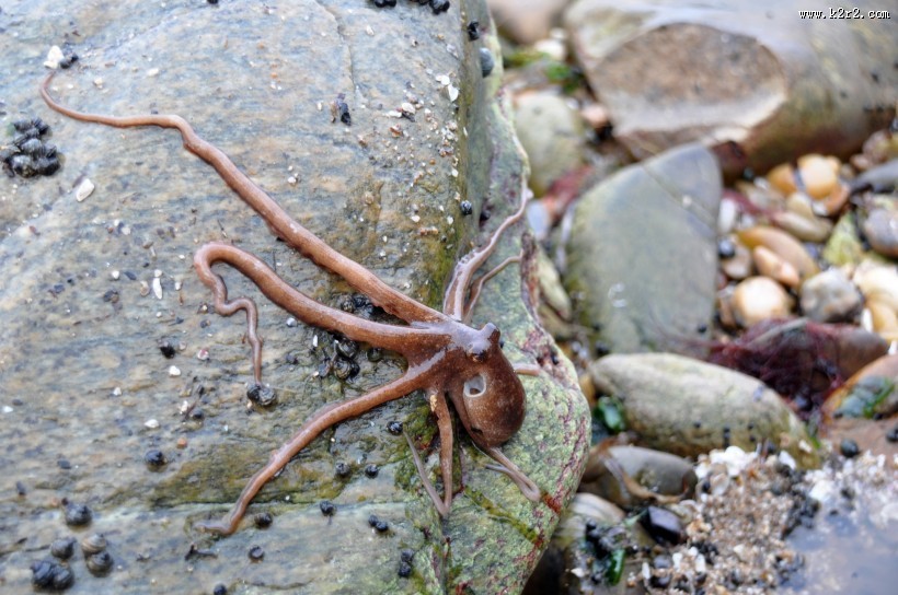 章鱼特写图片大全