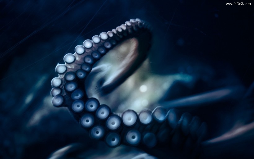 章鱼特写图片大全