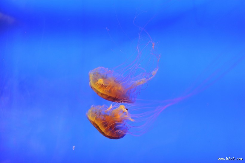 美丽的水母图片