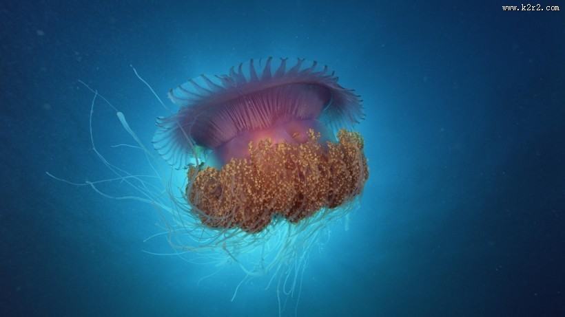 美丽的水母图片
