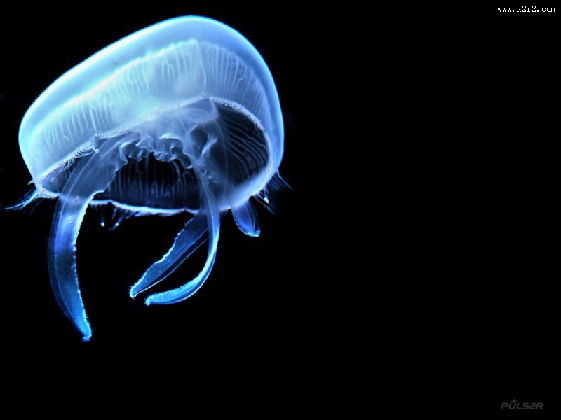 水母图片