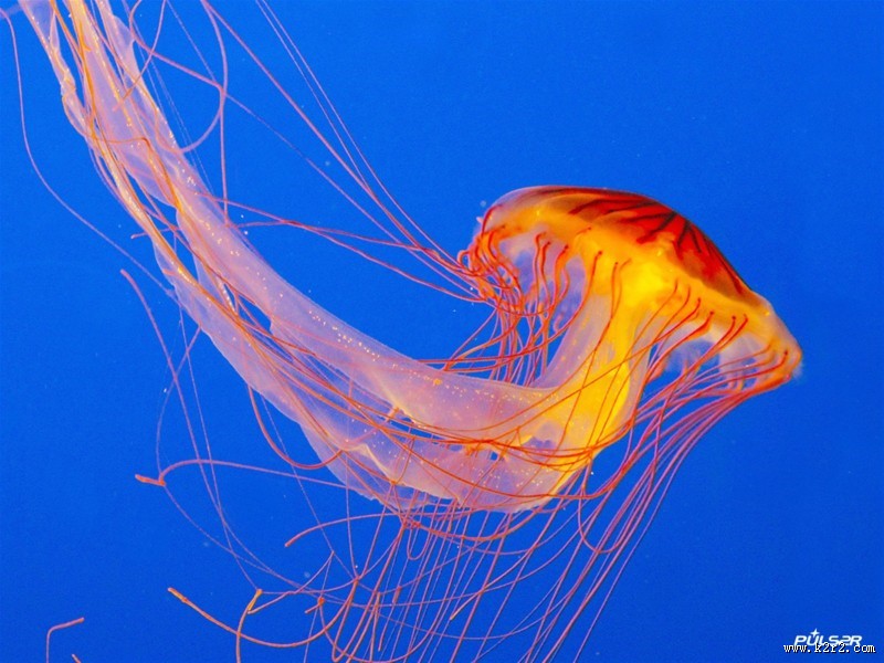 水母图片