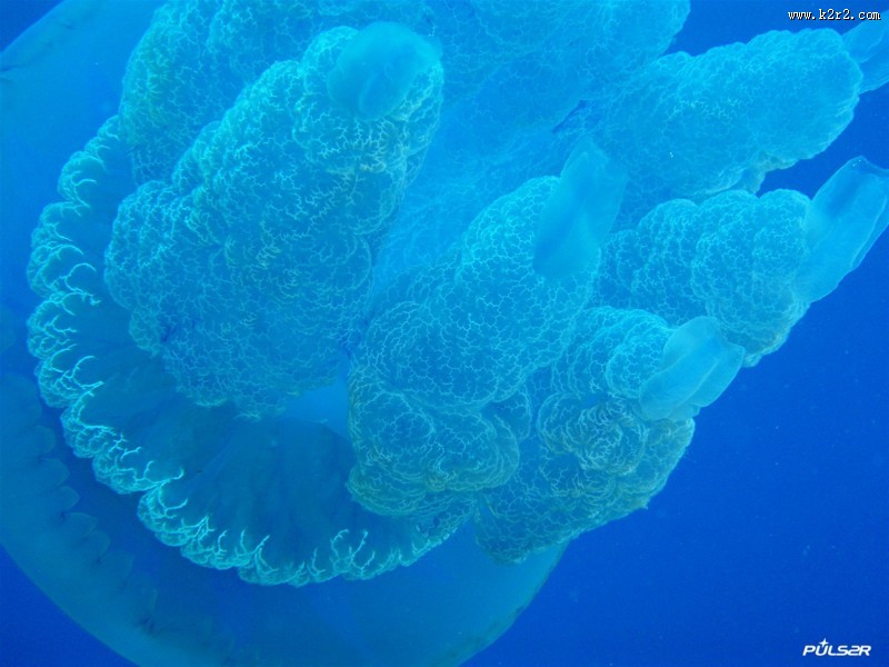 水母图片
