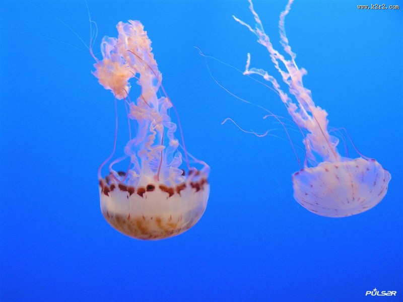 水母图片