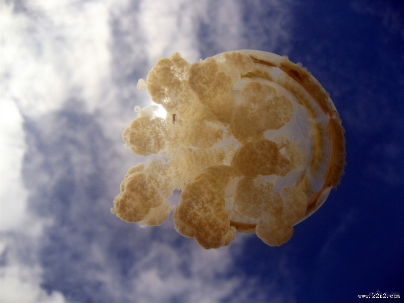水母图片