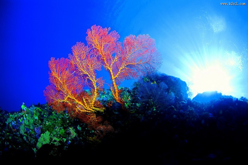 美丽海底珊瑚图片
