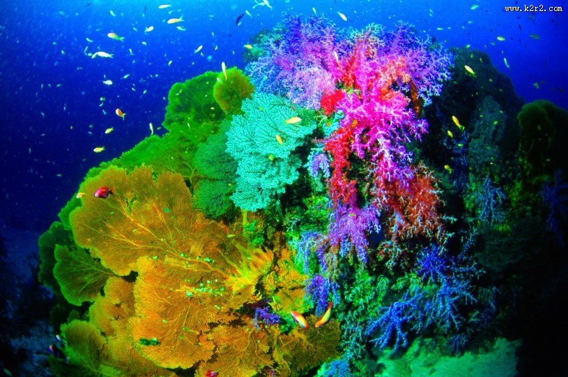 美丽海底珊瑚图片