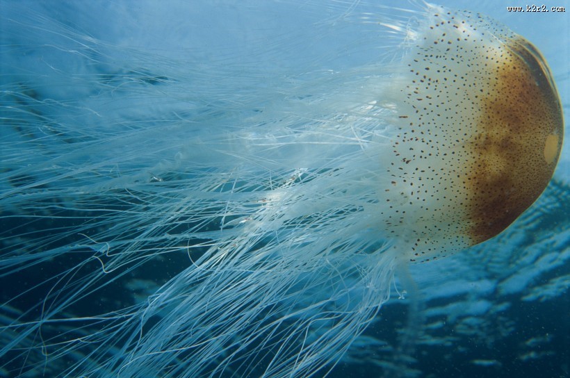 水母图片