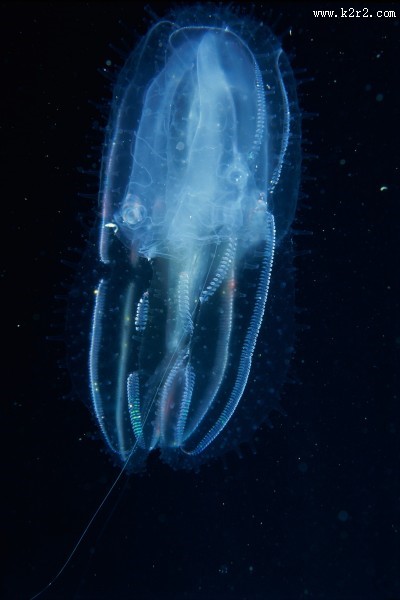 水母图片