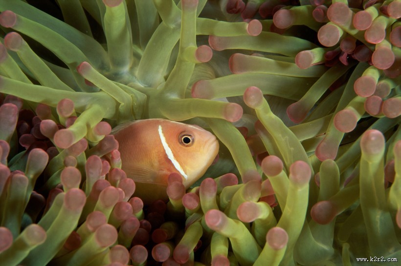 小丑鱼和海葵图片