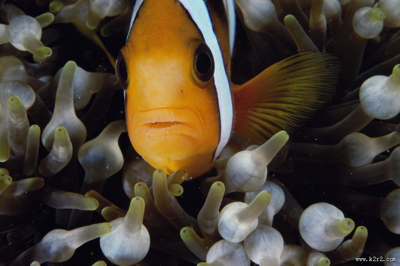 小丑鱼和海葵图片