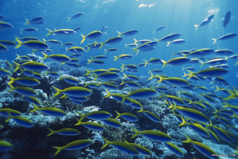 海洋浅水鱼类图片