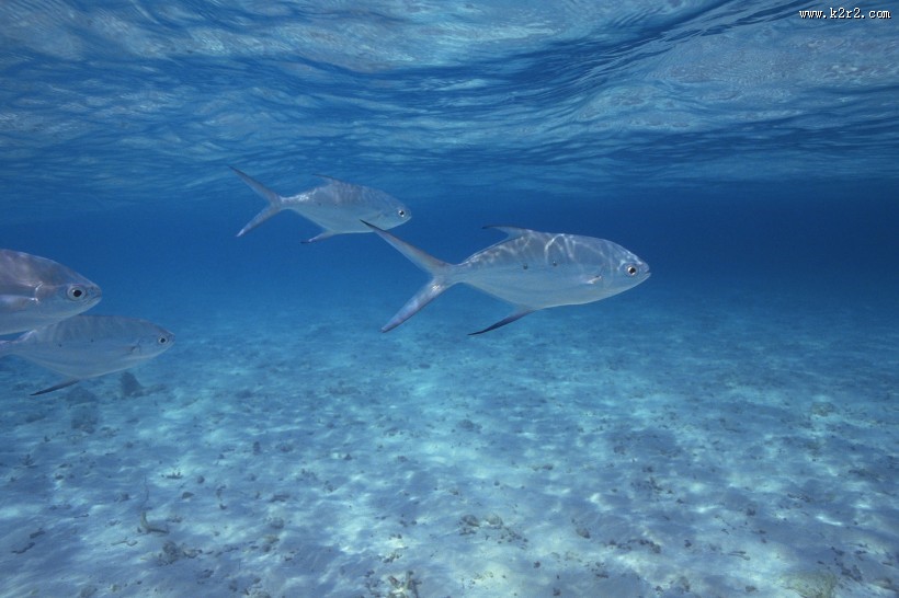 海洋浅水鱼类图片