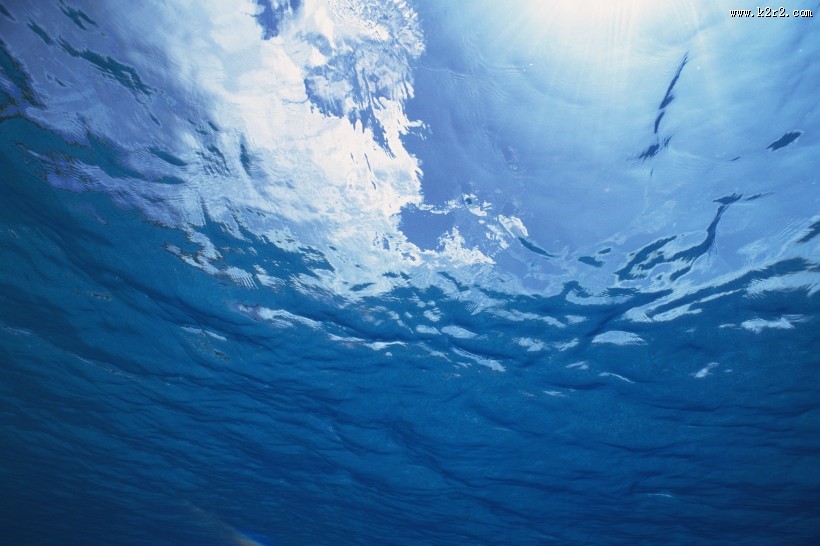 海洋浅水鱼类图片