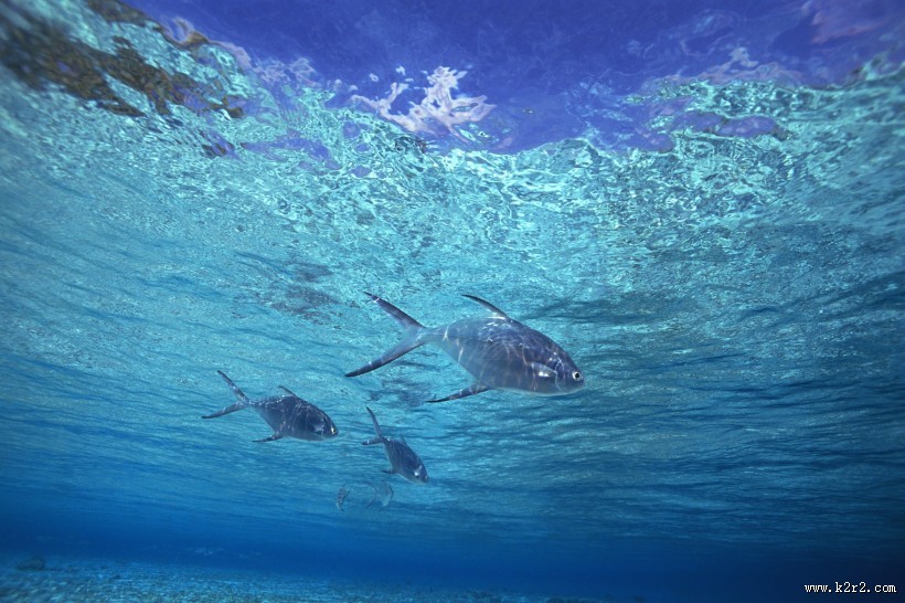 海洋浅水鱼类图片