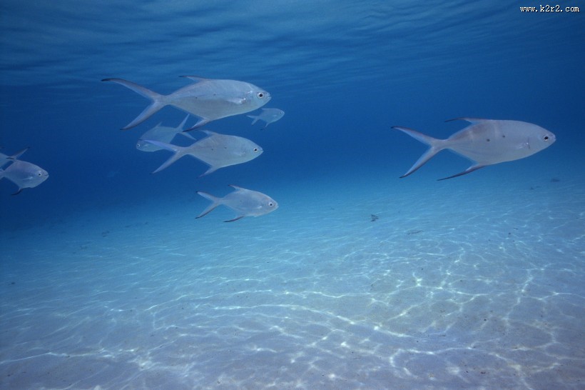 海洋浅水鱼类图片