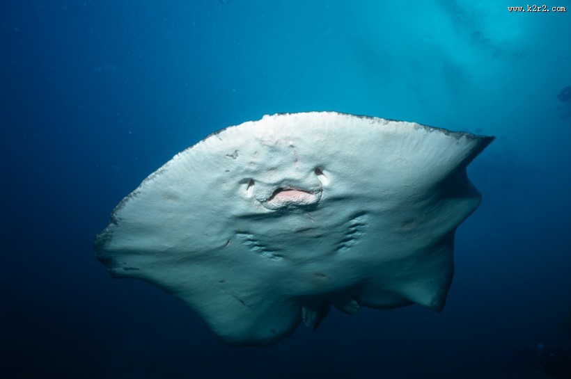 海洋鱼类生物特写图片大全