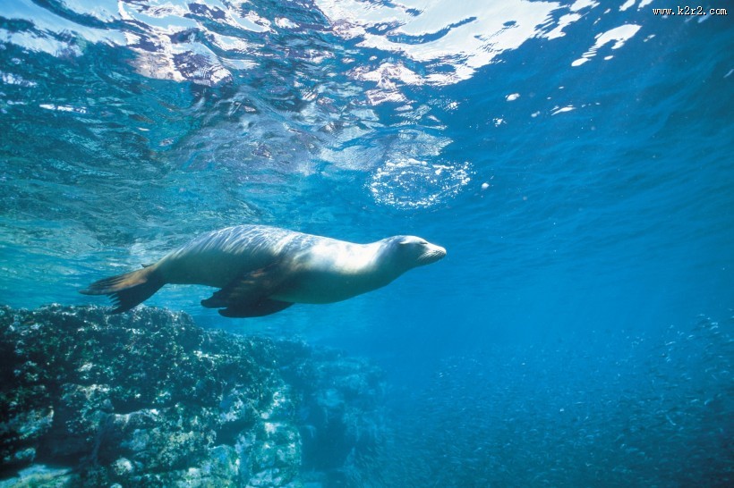 海洋鱼类生物特写图片大全