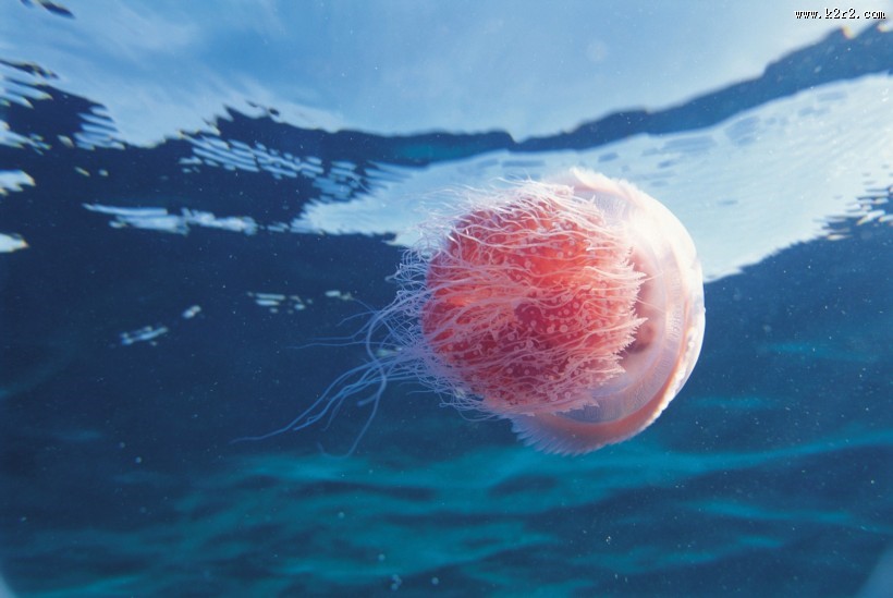 海洋鱼类生物特写图片大全