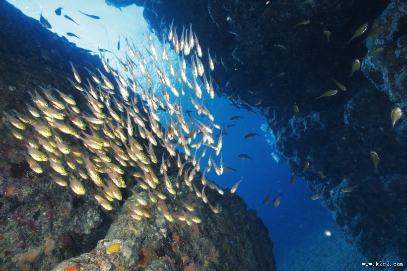 深海鱼群图片大全