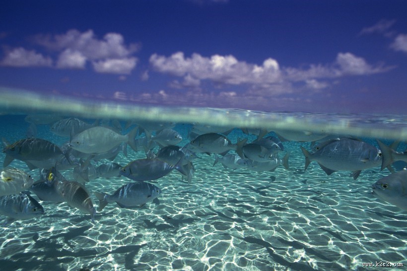深海鱼群图片大全