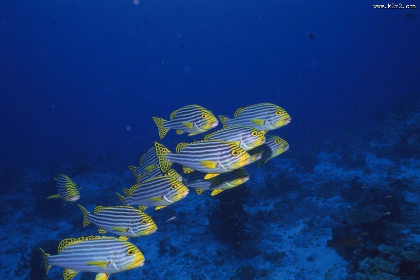 深海鱼群图片大全