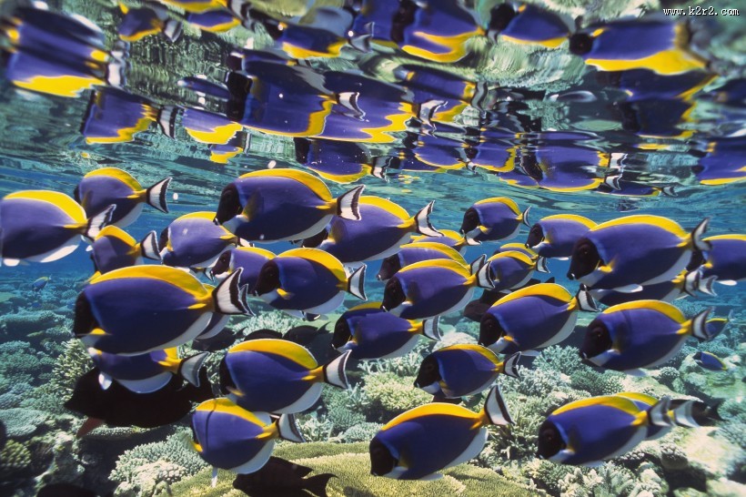 深海鱼群图片大全