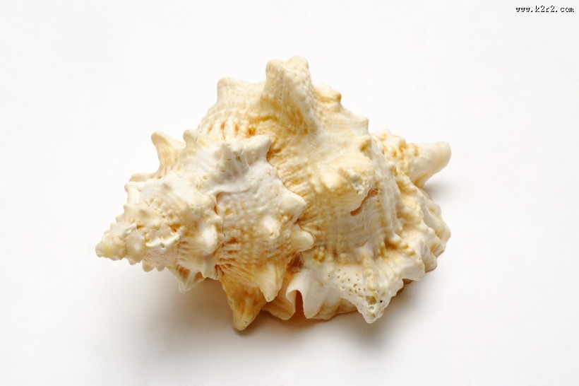贝壳和海螺图片