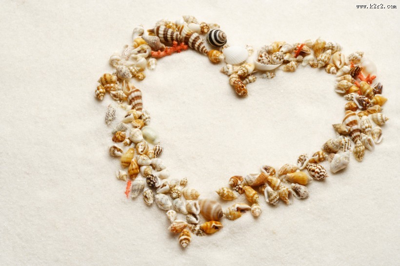 贝壳和海螺图片