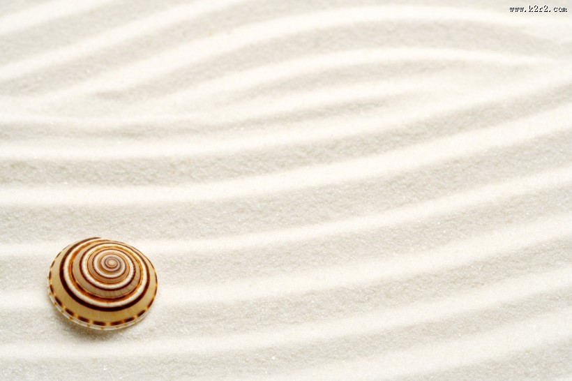 贝壳和海螺图片