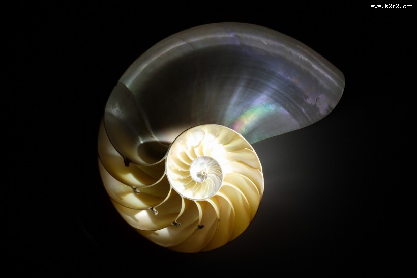 贝壳和海螺图片