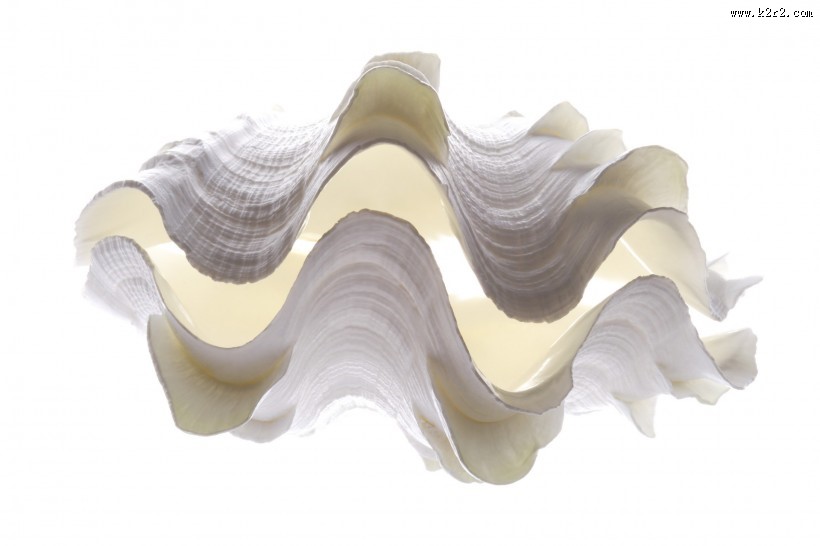 贝壳和海螺图片