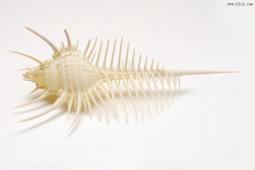 贝壳和海螺图片