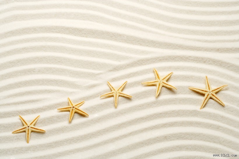 海星图片
