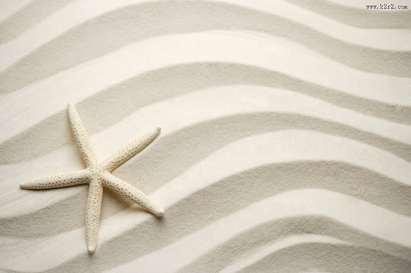 海星图片