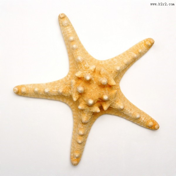 海星图片