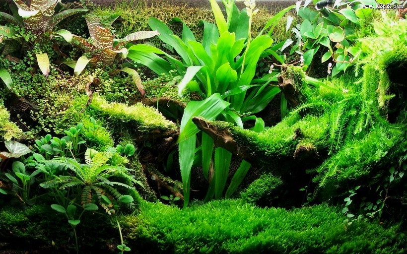 迷你水族馆图片