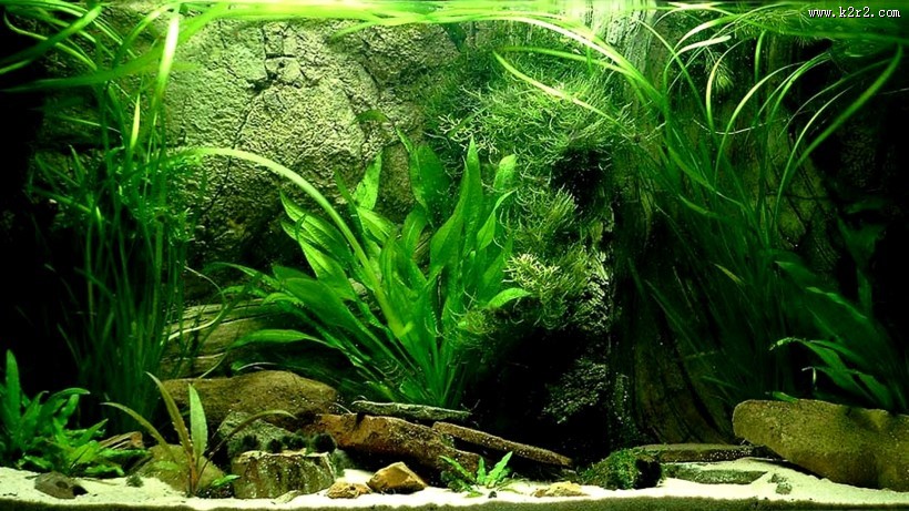 迷你水族馆图片