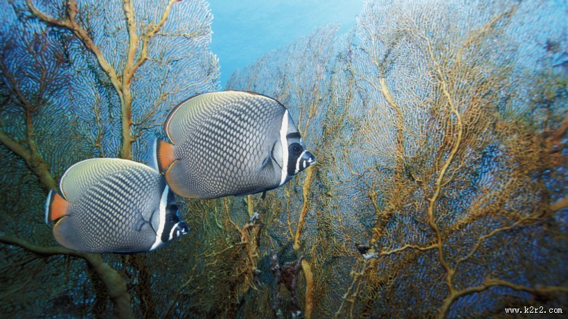 海底世界海洋生物图片