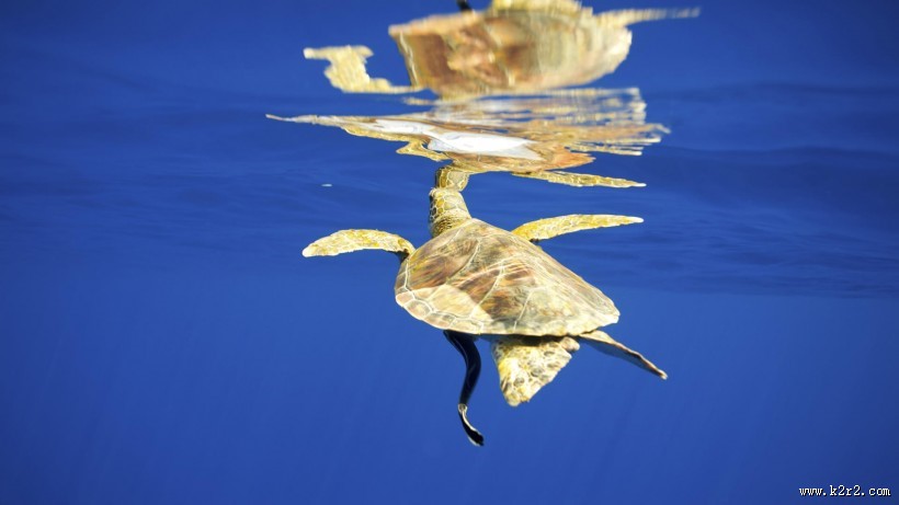 海底世界海洋生物图片