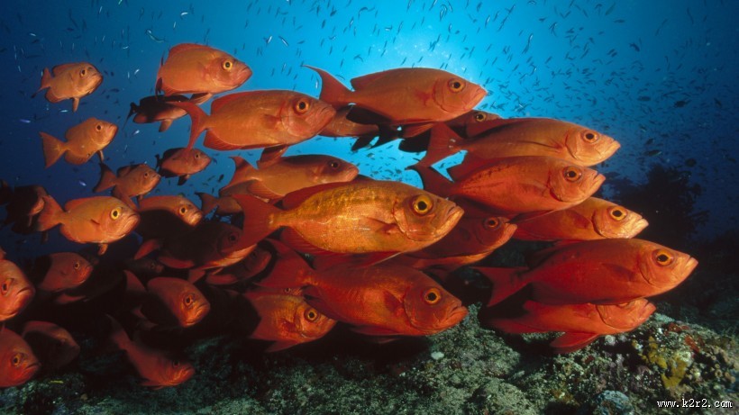 海底世界海洋生物图片