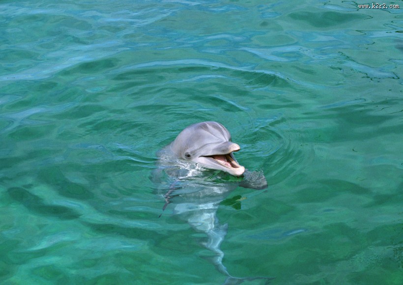 海豚图片大全
