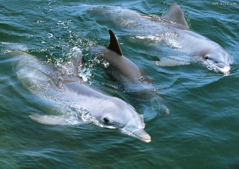 海豚图片大全