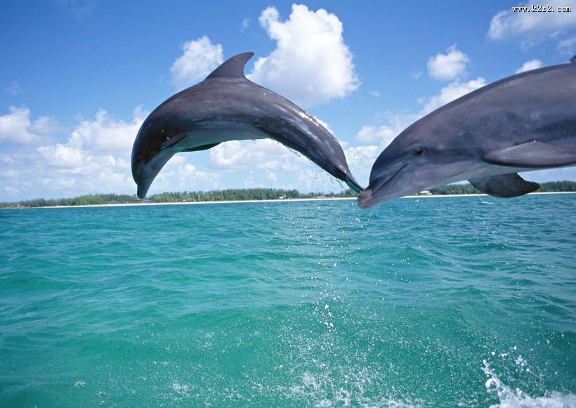 海豚图片大全