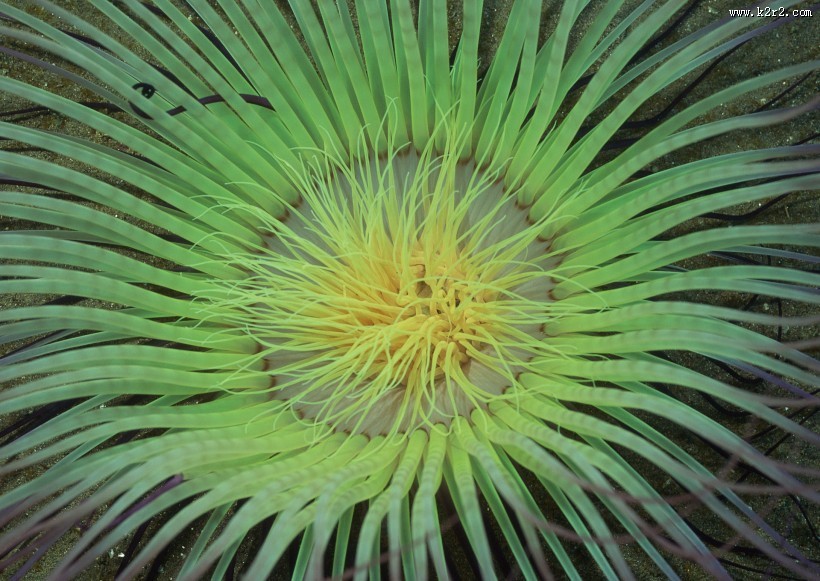 奇幻的海底生物图片