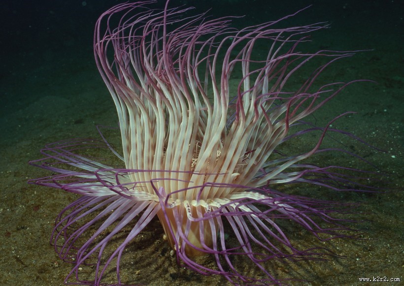 奇幻的海底生物图片