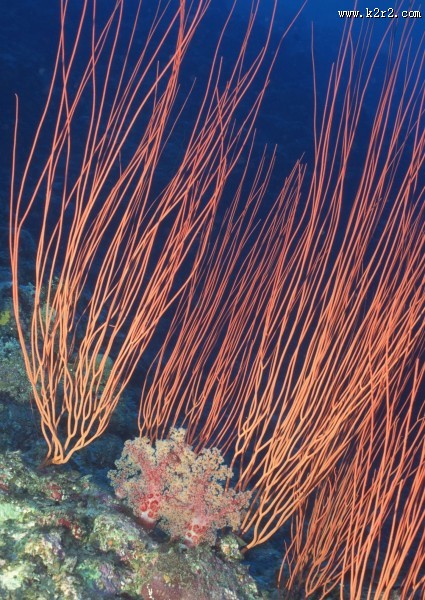 奇幻的海底生物图片